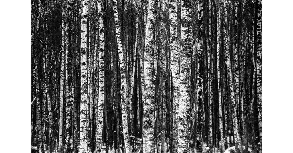 Behind the Birch&nbsp;Woods