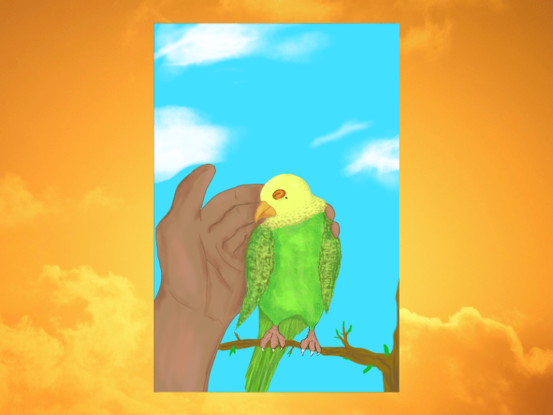 The Parakeet