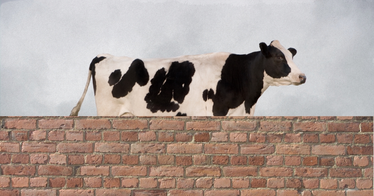 The Wall by Marlen Haushofer: A Claustrophobic Dystopia or My Ideal World?